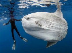 Рыба-луна Рыба-луна