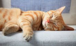 Спящий кот Спящий кот