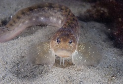 Бельдюга Бельдюга