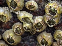 Морские желуди Морские желуди