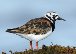 Камнешарка Камнешарка