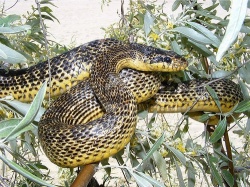 Палласов полоз Палласов полоз