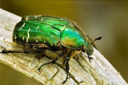 Золотистая бронзовка Золотистая бронзовка