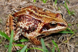 Сибирская лягушка Сибирская лягушка