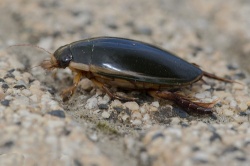 Большой Черный Водолюб Большой Черный Водолюб