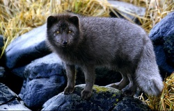 Командорский Песец Командорский Песец