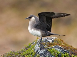 Короткохвостый поморник Короткохвостый поморник