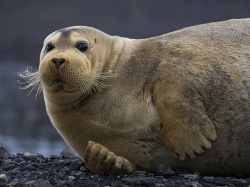 Морской заяц Морской заяц