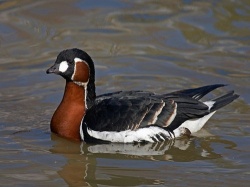 Краснозобая казарка Краснозобая казарка