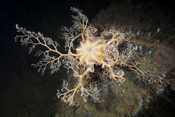 Горгоноцефал арктический Горгоноцефал арктический