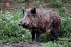 Кабан Кабан