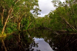 Эверглейдс