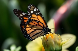 Бабочка Монарх Бабочка Монарх