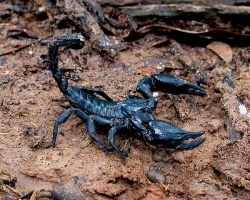 Малайзийский лесной скорпион Малайзийский лесной скорпион