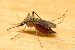 Комар Комар