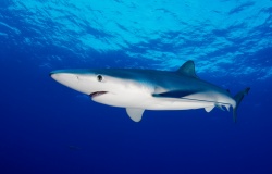 Акула Акула