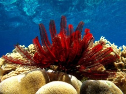 Морская лилия Морская лилия