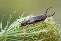 Уховертка Уховертка