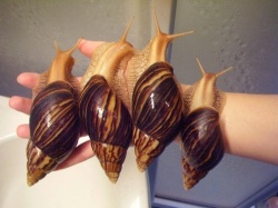 Ахатина незапятнанная Ахатина незапятнанная