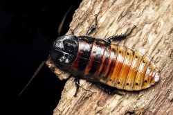 Мадагаскарский шипящий таракан Мадагаскарский шипящий таракан