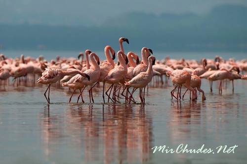 Фламинго - на кенийском озере Накуру.