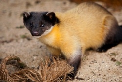 Харза Харза