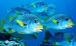 Почему рыбы не тонут