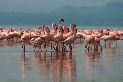 Озеро Накуру Озеро Накуру