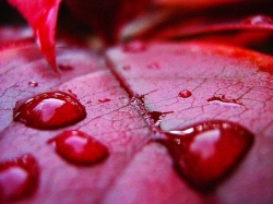 Кровавый дождь Кровавый дождь