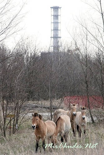 В отсутствие человека дикие животные чувствуют себя в безопасности в зоне отчуждения. В отсутствие человека дикие животные чувствуют себя в безопасности в зоне отчуждения.