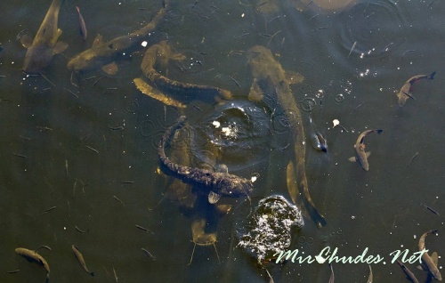 В искусственном пруду-охладителе, сооруженном при ЧАЭС, сейчас водятся гигантские сомы.