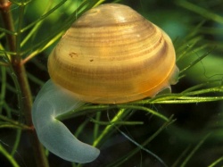 Шаровки