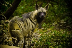 Полосатая гиена