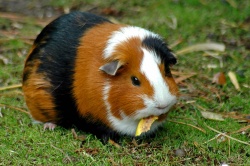 Морская свинка