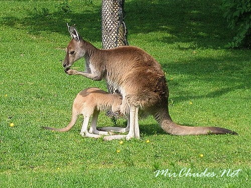В случае опасности даже подросшие кенгурята ищут убежище в материнской сумке.