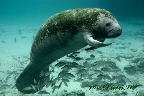 Ламантина из-за его закругленного хвостового плавника называют также круглохвостой морской коровой.