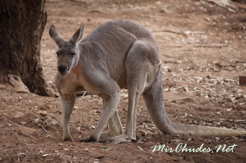 Существуют три вида исполинских кенгуру: кенгуру исполинский рыжий (Macropus rufus), кенгуру исполинский серый (Macropus giganteus) и кенгуру западный серый (Macropus fuliginosus).