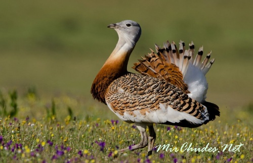 Дрофа относится к самым тяжеловесным птицам мира, способным летать.