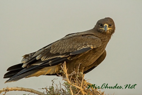 Величественный степной орел у монголов — незаменимый помощник во время охоты.