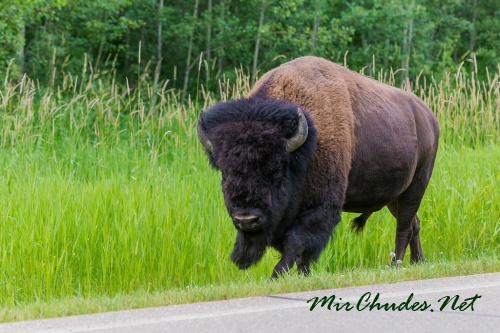 Бизон американский — символ прерии.