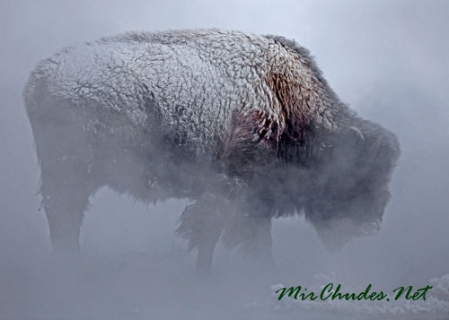 Даже снежные бури не страшны бизонам благодаря длинному, густому меху.