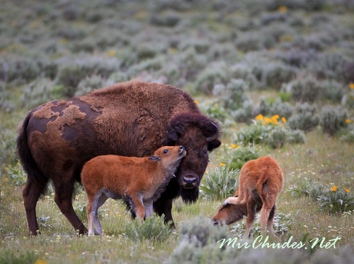 Молоко бизонов содержит почти в два раза больше жира, чем коровье, что позволяет их потомству быстро прибавлять в весе.