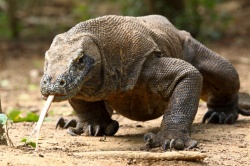 Драконы острова Комодо