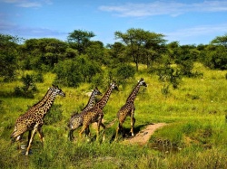 Серенгети Серенгети