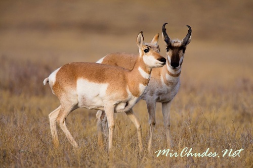 Вилороги обязаны своим названием своеобразным вильчато-разветвленным рогам самцов.