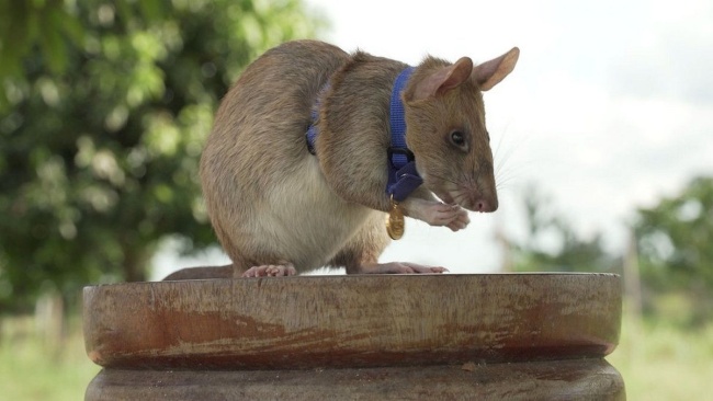 Крыса Магава