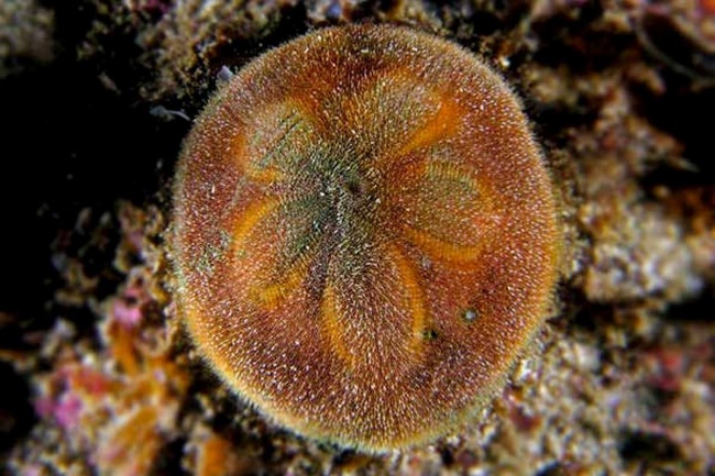 Песчаный доллар