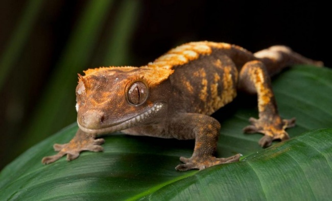 Реснитчатый геккон-бананоед