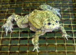 Титикакский свистун