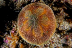 Песчаный доллар